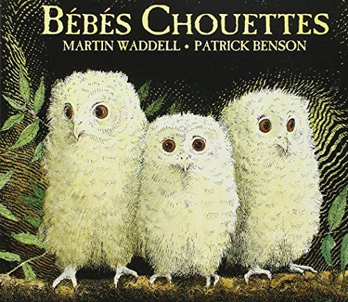 Bébés Chouettes